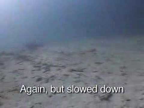 nasty underwater fish bite video